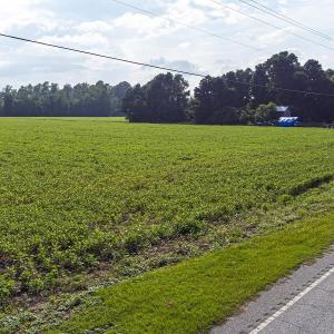 Photo #22 of TBD Highway 9 W, Nichols, SC 37.2 acres