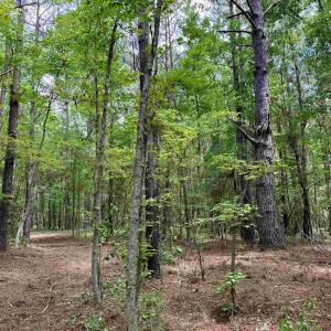 Photo #15 of 18 Acres - TBD Driffin Ln, Salters, SC 18.0 acres