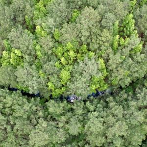 Photo #9 of 18 Acres - TBD Driffin Ln, Salters, SC 18.0 acres