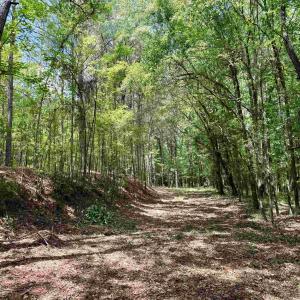 Photo #12 of 18 Acres - TBD Driffin Ln, Salters, SC 18.0 acres