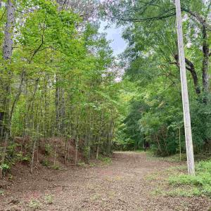 Photo #2 of 18 Acres - TBD Driffin Ln, Salters, SC 18.0 acres