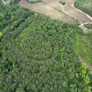 Photo #4 of 18 Acres - TBD Driffin Ln, Salters, SC 18.0 acres