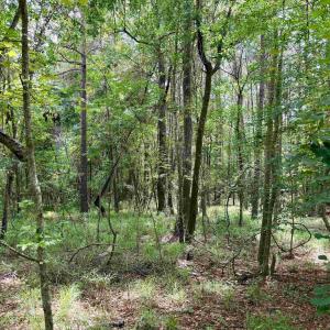 Photo #17 of 18 Acres - TBD Driffin Ln, Salters, SC 18.0 acres
