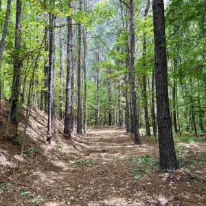Photo #16 of 18 Acres - TBD Driffin Ln, Salters, SC 18.0 acres