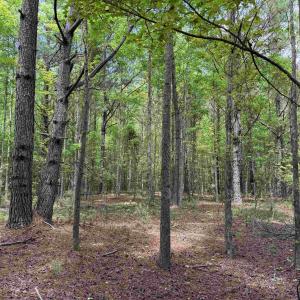 Photo #18 of 18 Acres - TBD Driffin Ln, Salters, SC 18.0 acres