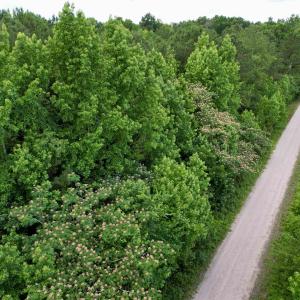 Photo #13 of 18 Acres - TBD Driffin Ln, Salters, SC 18.0 acres