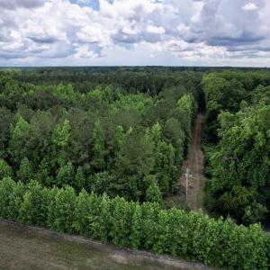 Photo #3 of 18 Acres - TBD Driffin Ln, Salters, SC 18.0 acres