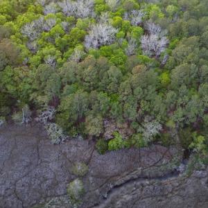 Photo #9 of 3799 Highway 17, McClellanville, SC 14.5 acres
