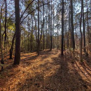 Photo #3 of 3799 Highway 17, McClellanville, SC 14.5 acres