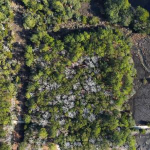 Photo #12 of 3799 Highway 17, McClellanville, SC 14.5 acres