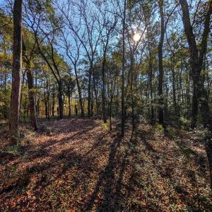 Photo #6 of 3799 Highway 17, McClellanville, SC 14.5 acres