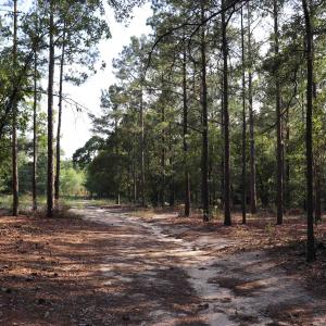 Photo #22 of 2631 Charlie Johnson Rd, Bethune, SC 12.0 acres