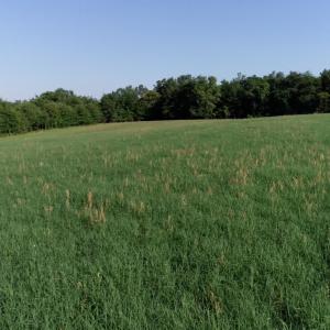 Photo #2 of 2631 Charlie Johnson Rd, Bethune, SC 12.0 acres