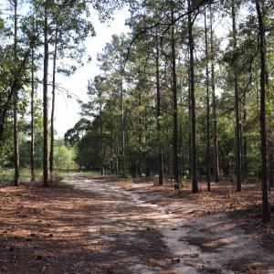 Photo #9 of 2631 Charlie Johnson Rd, Bethune, SC 12.0 acres