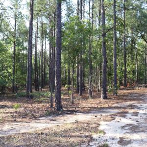 Photo #26 of 2631 Charlie Johnson Rd, Bethune, SC 12.0 acres