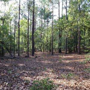 Photo #21 of 2631 Charlie Johnson Rd, Bethune, SC 12.0 acres