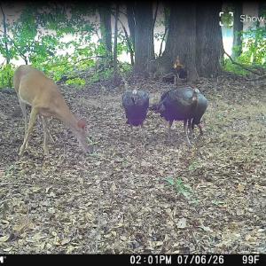 Photo #3 of TBD Aloha Dr., Marion, SC 82.0 acres