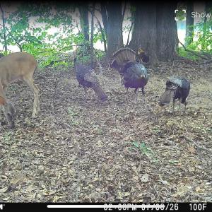Photo #4 of TBD Aloha Dr., Marion, SC 82.0 acres