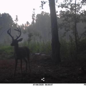 Photo #2 of TBD Aloha Dr., Marion, SC 82.0 acres