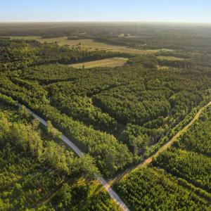 Photo #2 of 77 Acres - TBD Bert Hanna Rd., Johnsonville, SC 76.9 acres