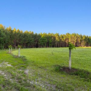 Photo #11 of 77 Acres - TBD Bert Hanna Rd., Johnsonville, SC 76.9 acres