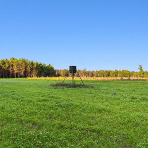 Photo #1 of 77 Acres - TBD Bert Hanna Rd., Johnsonville, SC 76.9 acres