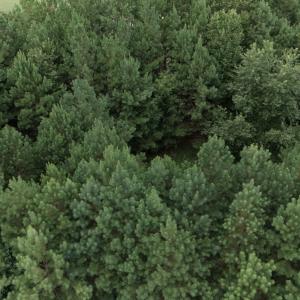 Photo #3 of 442 Pembroke Blvd., Johnsonville, SC 0.3 acres