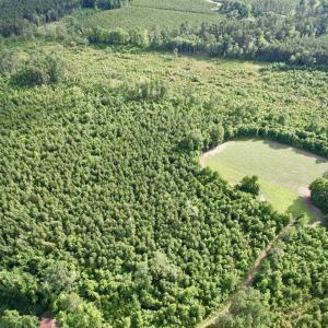 Photo #25 of 85± Acres - Muddy Creek Rd., Johnsonville, SC 85.0 acres
