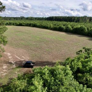 Photo #17 of 85± Acres - Muddy Creek Rd., Johnsonville, SC 85.0 acres