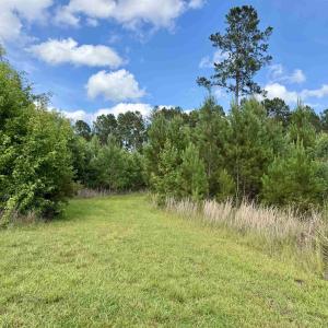Photo #7 of 85± Acres - Muddy Creek Rd., Johnsonville, SC 85.0 acres