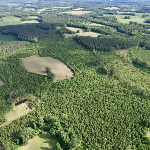 Photo #24 of 85± Acres - Muddy Creek Rd., Johnsonville, SC 85.0 acres
