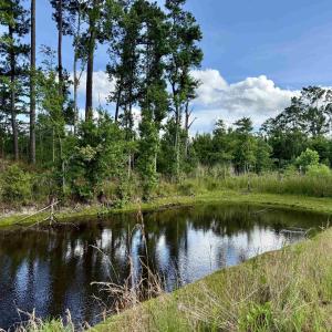 Photo #3 of 85± Acres - Muddy Creek Rd., Johnsonville, SC 85.0 acres
