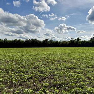 Photo #30 of 85± Acres - Muddy Creek Rd., Johnsonville, SC 85.0 acres