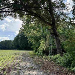 Photo #11 of 85± Acres - Muddy Creek Rd., Johnsonville, SC 85.0 acres
