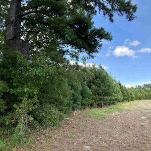 Photo #10 of 85± Acres - Muddy Creek Rd., Johnsonville, SC 85.0 acres