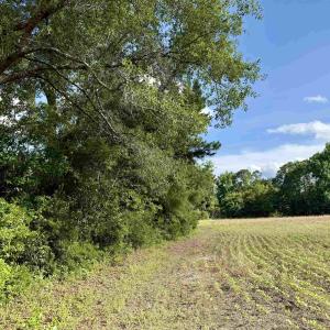 Photo #9 of 85± Acres - Muddy Creek Rd., Johnsonville, SC 85.0 acres