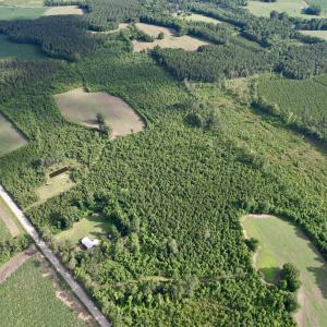 Photo #23 of 85± Acres - Muddy Creek Rd., Johnsonville, SC 85.0 acres