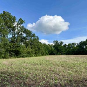 Photo #12 of 85± Acres - Muddy Creek Rd., Johnsonville, SC 85.0 acres
