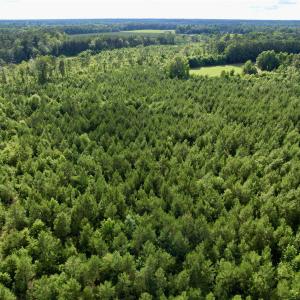 Photo #29 of 85± Acres - Muddy Creek Rd., Johnsonville, SC 85.0 acres