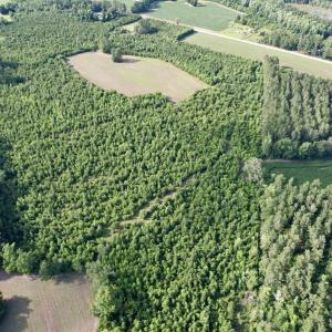 Photo #14 of 85± Acres - Muddy Creek Rd., Johnsonville, SC 85.0 acres