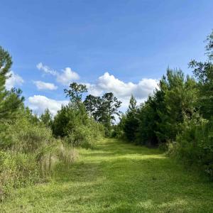 Photo #4 of 85± Acres - Muddy Creek Rd., Johnsonville, SC 85.0 acres
