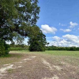Photo #5 of 85± Acres - Muddy Creek Rd., Johnsonville, SC 85.0 acres