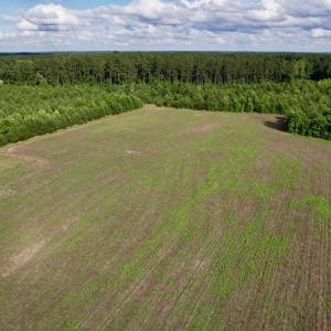Photo #19 of 85± Acres - Muddy Creek Rd., Johnsonville, SC 85.0 acres