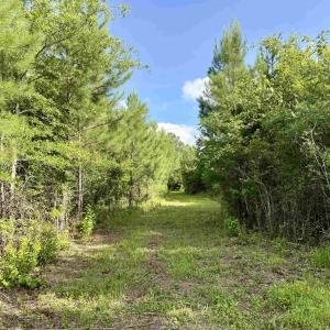 Photo #6 of 85± Acres - Muddy Creek Rd., Johnsonville, SC 85.0 acres