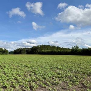Photo #31 of 85± Acres - Muddy Creek Rd., Johnsonville, SC 85.0 acres