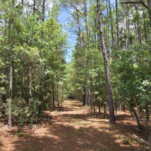 Photo #14 of 3435 Highway 430, Nichols, SC 3.1 acres