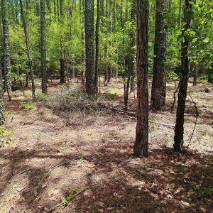 Photo #6 of 3435 Highway 430, Nichols, SC 3.1 acres