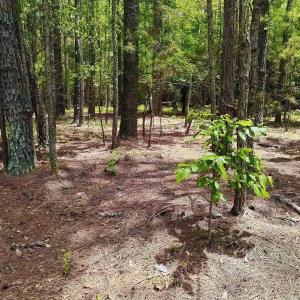 Photo #9 of 3435 Highway 430, Nichols, SC 3.1 acres
