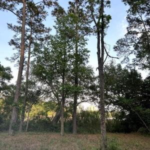 Photo #9 of TBD Charlotte Rd., Myrtle Beach, SC 0.5 acres