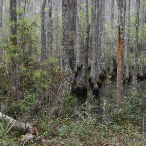 Photo #11 of 425 Kent Rd., Georgetown, SC 72.0 acres